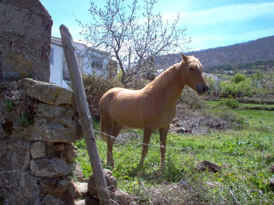 Casa Rural Cristina I San Pablo de los Montes ภายนอก รูปภาพ